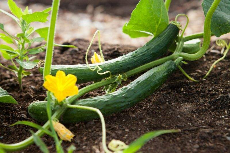 Grünraum Gartenpflege GmbH